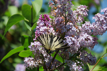 Beautiful butterfly perched on lilac. Scientific name: Papilio machaon.