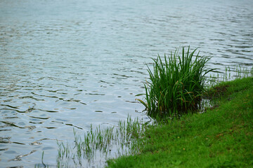 Clump of grass on the calm surface of the water