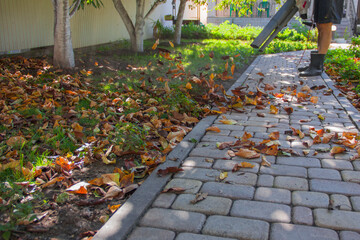 Autumn foliage fallen from fruit trees in the garden is swept from the garden path using a garden...