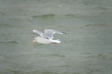 Sea gull (Larinae) flies over sea.