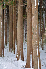 厳冬の松前・積雪の杉林
