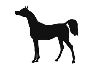 Beautiful arabian horse, standing still, side view, vector silhouette