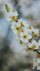 blossom in spring