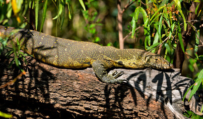 Monitor Lizard on tree branch