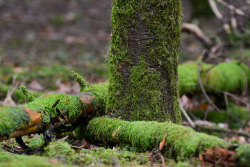Seelbach, Tretenbach, Vorberzone des Schwarzaldes: Wald mit Naturverjüngung.