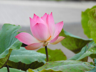 pink lotus flower