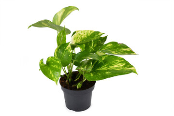 Full tropical 'Epipremnum Aureum Golden Pothos' house plant in flower pot isolated on white background