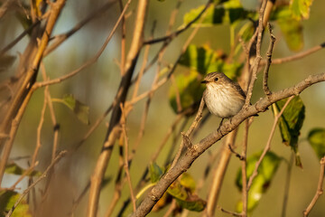 Spotted Flycatcher Muscicapa striata Costa Ballena Cadiz