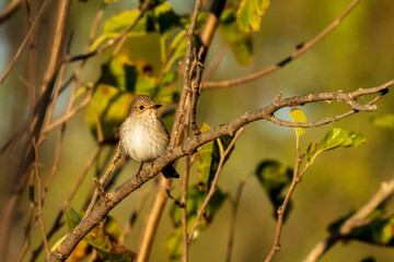 Spotted Flycatcher Muscicapa striata Costa Ballena Cadiz