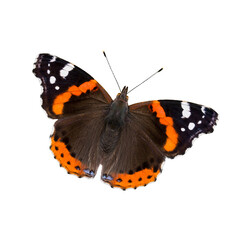 Vanessa atalanta isolated on white background close up