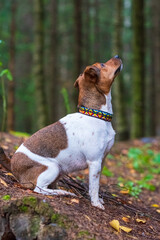 Jack russell terrier playing in the autumn forest.