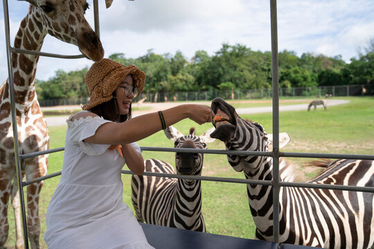 woman feeding funny face zebra with carrot in open zoo