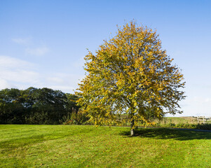 Fototapeta na wymiar Autumn colours in a deciduous tree, UK