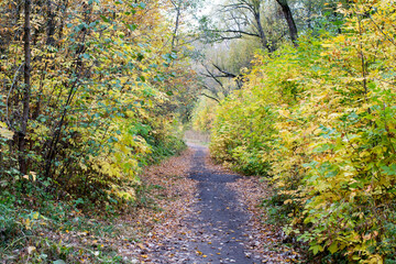 Autumn in the Russian park. path