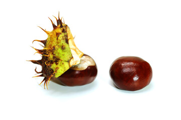 Two chestnuts with shells close up isolated on white background