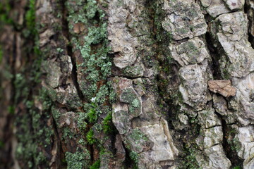 Rough brown wooden bark with green lichen of old pine tree close up, vertical texture for background