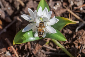White Squill (Scilla mischtschenkoana) in garden, Central Russia