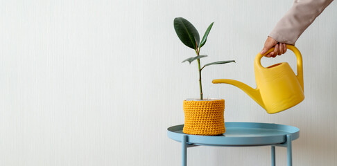 Photo of the interior in which the flower is watered from a watering can