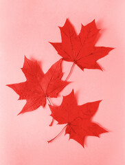 Autumn red  maple leaves on pink background. fall background