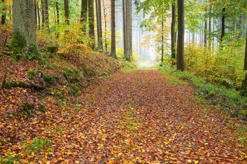 Autumn in a mixed forest on a rainy and foggy afternoon in the Rothaargebirge, Germany
A forest track leading down the hill.
It is covered with leaves like with a carpet.