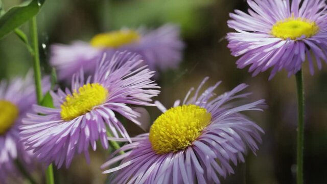 New England aster in closeup