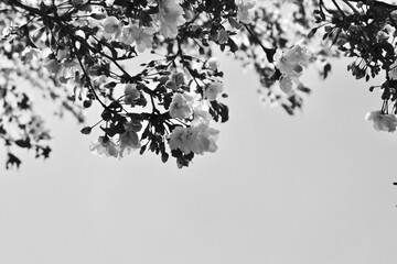 Apricot blossom Cherry Peach Blossom flowering pink flowers close up background black and white