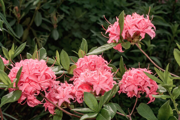 Rhododendron 'Homebush' (Rhododendron x kosterianum) in garden