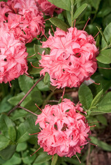 Rhododendron 'Homebush' (Rhododendron x kosterianum) in garden