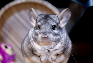 big fluffy gray chinchilla close up portrait