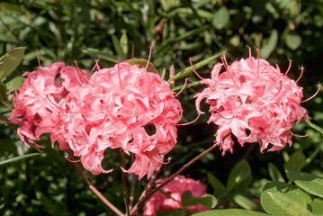 Rhododendron 'Homebush' (Rhododendron x kosterianum) in garden