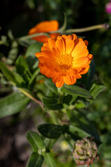 Calendula, marigold flower
