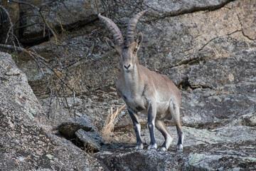 Steinbock