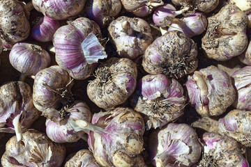 Lots of garlic from the new crop. Background. Top view