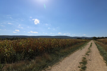 Fototapeta na wymiar A beautiful French dirt road through the cornfields on a warm and sunny day.