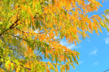 tree with large branch full o colored leaves in autum, fall, blue sky, orange tones, yellow