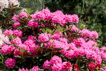 Catawba Rhododendron Cultivar (Rhododendron catawbiense) in park