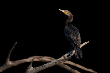 Double Crested Cormorant On Black