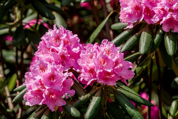 Catawba Rhododendron Cultivar (Rhododendron catawbiense) in park