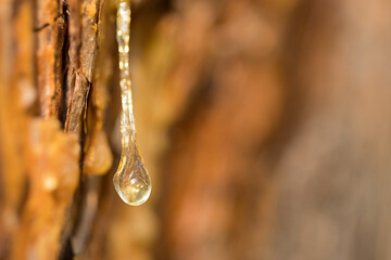 a drop of resin on a pine trunk, bright evening light