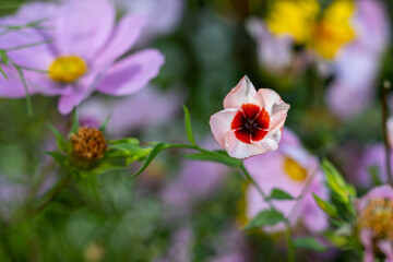 Linum grandiflorum flower