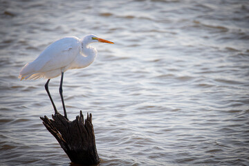 Great Egret on Stump