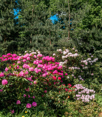 Catawba Rhododendron Cultivar (Rhododendron catawbiense) in park