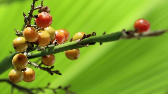 Ripening fruits on Pritchardia pacifica, also called Fiji fan palm, beautifully swaying in the gentle breeze