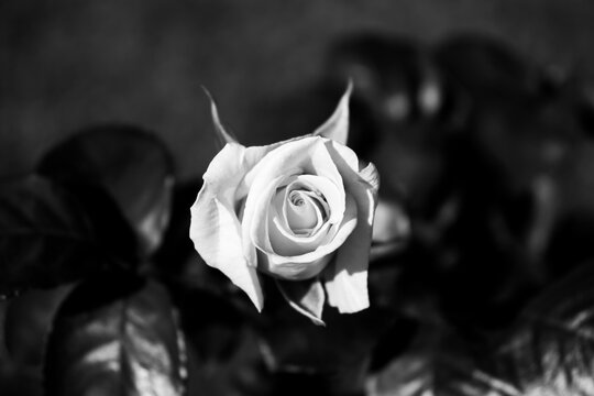Orange rose flower isolated closeup black and white photo