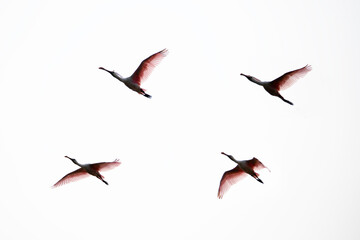 Sillohette of Roseate Spoonbills in Flight