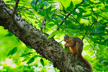 Squirrel eating in tree