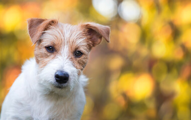 Cute happy smiling jack russell terrier pet dog puppy looking in the gold autumn leaves with bokeh background