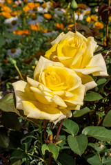 Garden Rose (Rosa hybrida) in garden