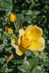 Garden Rose (Rosa hybrida) in garden