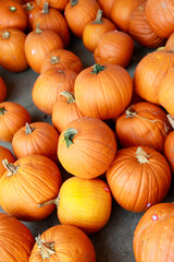 ハロウィン用に大量に並んだパンプキン